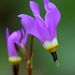 Dark-throated Shooting Star - Photo (c) Steven Mlodinow, some rights reserved (CC BY-NC), uploaded by Steven Mlodinow