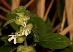 Phaulopsis imbricata