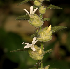 Phaulopsis imbricata