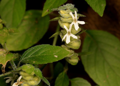 Phaulopsis imbricata