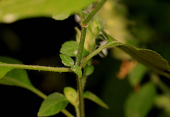 Phaulopsis imbricata