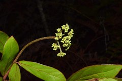 Viburnum tinoides
