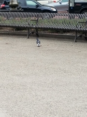Columba livia domestica