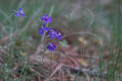Delphinium bicolor