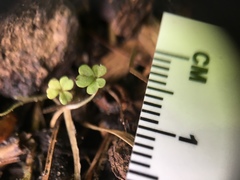 Oxalis