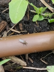 Diptera