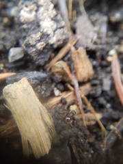 Hymenoptera