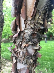 Betula nigra