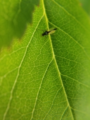 Insecta