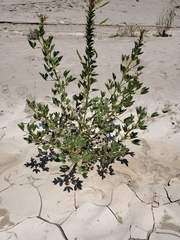 Polanisia dodecandra trachysperma