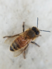 Apis mellifera