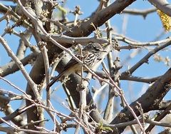 Anairetes flavirostris