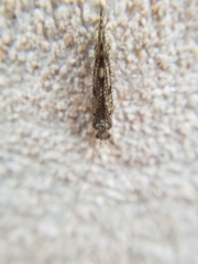 Trichoptera