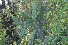 Opuntia dejecta