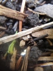 Hymenoptera