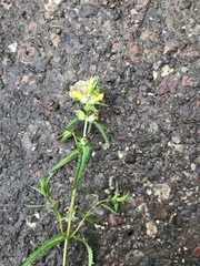 Rhinanthus serotinus