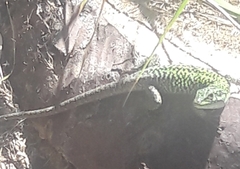 Podarcis siculus siculus