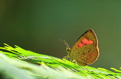 Tetragonus lycaenoides