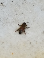 Apis mellifera