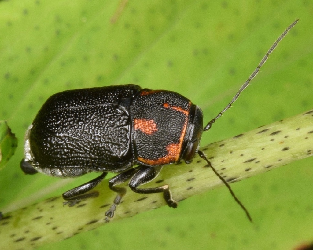 Pachybrachis trinotatus