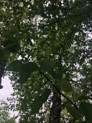 Betula nigra
