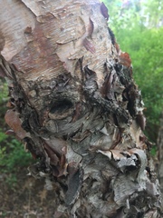 Betula nigra
