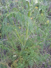 Sphallerocarpus gracilis