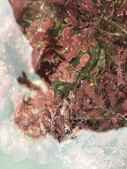 Mesophyllum lichenoides