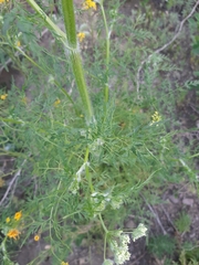 Sphallerocarpus gracilis