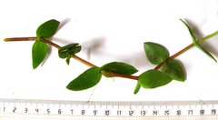 Crassula sarmentosa