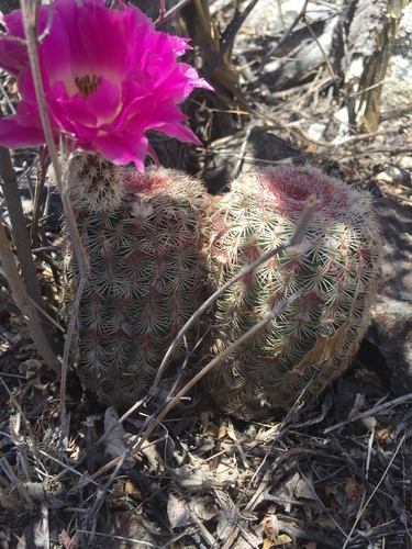 rainbow hedgehog cactus