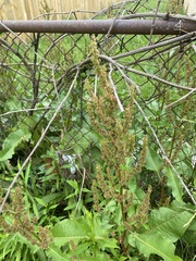 Rumex alpinus