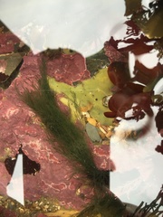 Cladophora rupestris