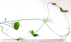 Cynanchum ellipticum