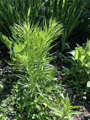 Liatris pycnostachya