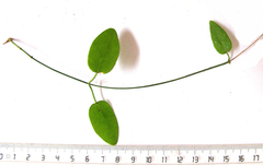 Cynanchum ellipticum