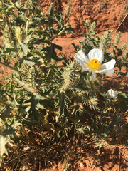 Argemone squarrosa squarrosa