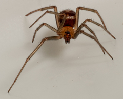 Steatoda grossa