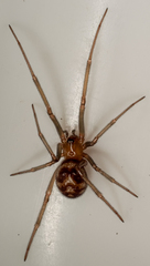 Steatoda grossa
