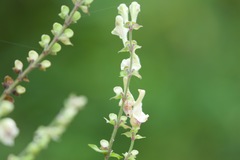 Scutellaria scandens
