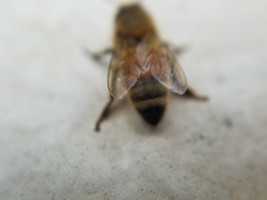 Apis mellifera