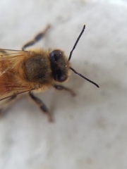 Apis mellifera