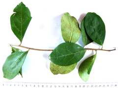 Diospyros dichrophylla