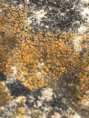 Fungi