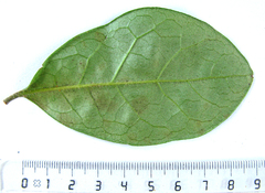 Diospyros dichrophylla