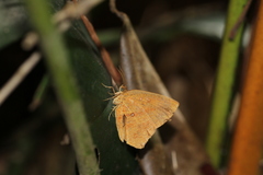 Tetragonus lycaenoides