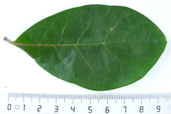 Diospyros dichrophylla