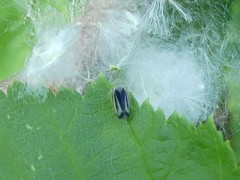 Sorhoanus orientalis