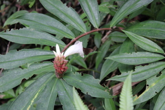 Ancistroides nigrita