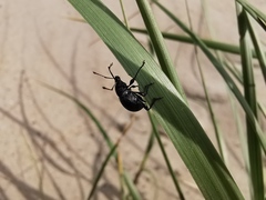 Otiorhynchus atroapterus